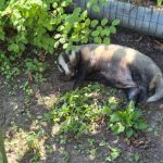 Барсучиха не дождалась помощи: раненое животное умерло на Сарпинском