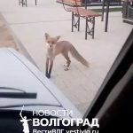 Лисы и шакалы выходят к людям в Песковатке: жители Дубовского района просят помощи