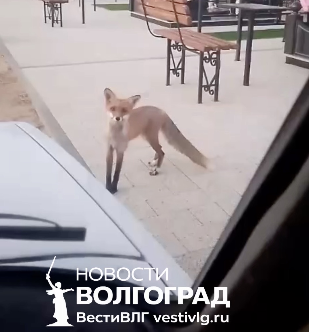 Лисы и шакалы выходят к людям в Песковатке: жители Дубовского района просят помощи