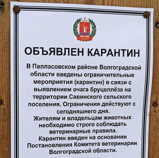 В Палласовском районе ввели карантин из-за бруцеллёза, но местная администрация узнала об этом не сразу