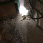 Крысы вторую неделю беспокоят жителей дома на Одоевского