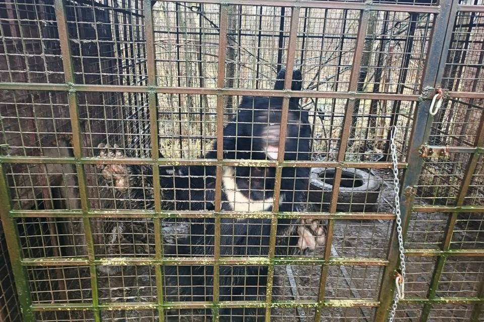 Гималайского медведя из Владимирской области везут в Волгоград