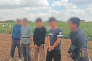 Рейд на полях под Волгоградом: девять мигрантов выдворят из России