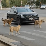 В Красноармейском районе Волгограда жители опасаются подходить к остановке из-за собак