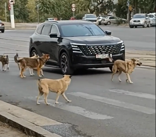 В Красноармейском районе Волгограда жители опасаются подходить к остановке из-за собак