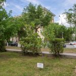 В Волгограде под строительство религиозного центра могут вырубить Аллею памяти